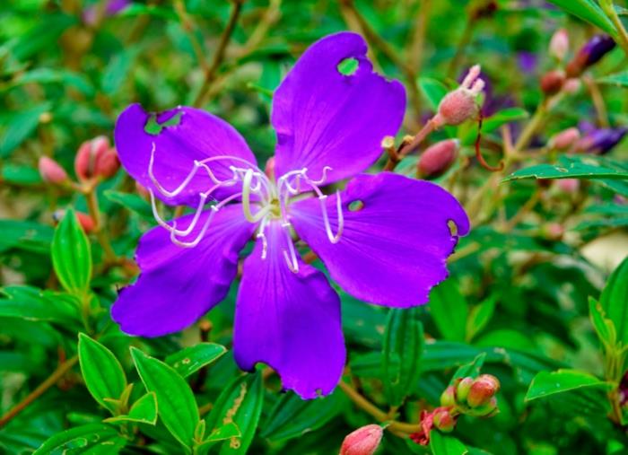 pôdopokryvné rastliny na kvitnúce živé ploty, tibouchina urvilleanna kvitnúca vo fialovej farbe