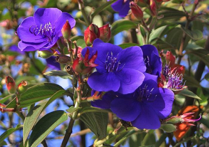 kvitnúci ker, tibouchina modrá, kvitnúce kry na živé ploty, živý plot