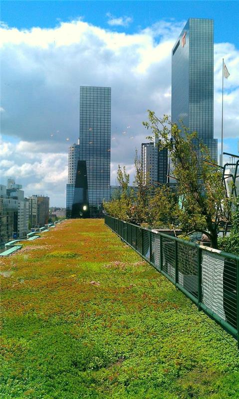 حديقة-سقف-أخضر-فوق-بناء
