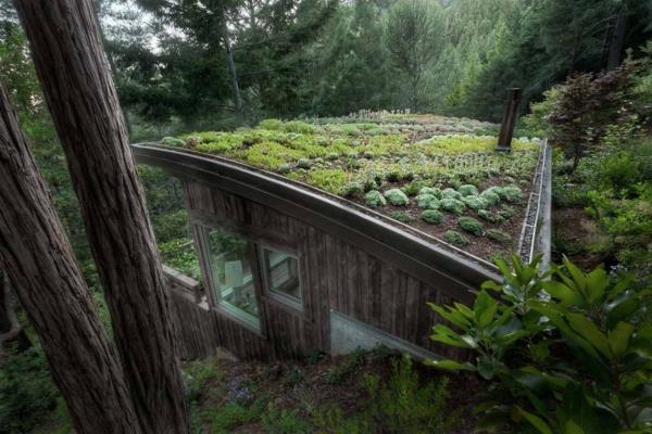 سقف أخضر على منزل في الغابة