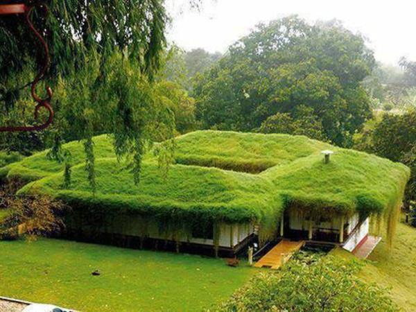 سقف-أخضر-سقف-مؤثر