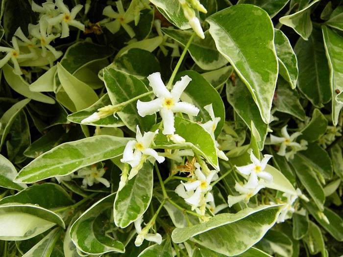 klätterstjärna jasmine trachelospermum jasminoide med gröna och vita blad