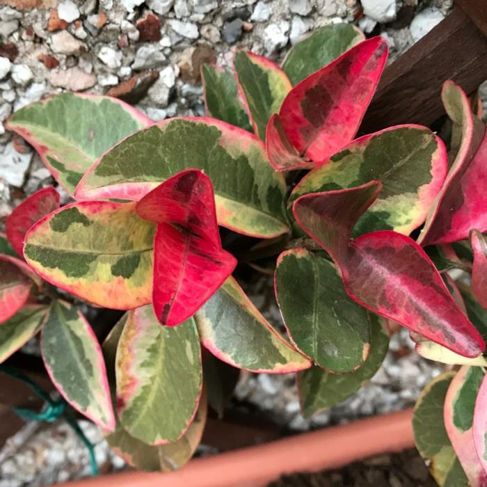 trachelospermum jasminoide klätterstjärnasmin som har röda blad under vintern