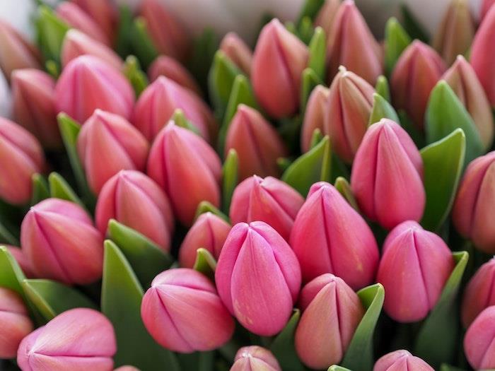 Bukett med rosa tulpanblommor, mors dagspresent, mors dagbild, gratulationskort att skicka, vackert blommafoto