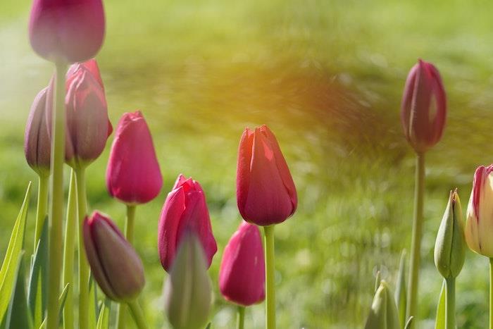 Fält av blommor, glad mors dag, mors dag bild, vilket kort att välja för sin mamma, trevlig foto idé att skicka