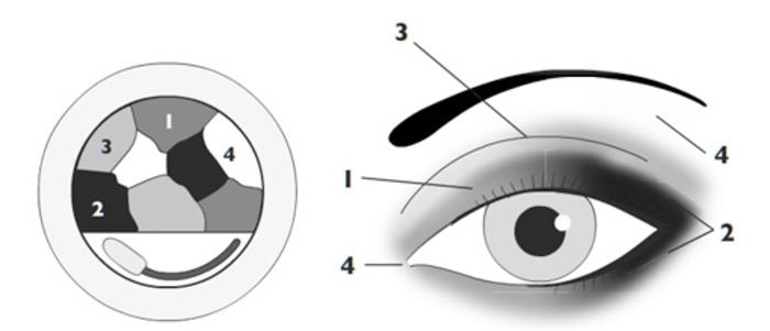 ögonmakeupshandledning, illustration hur man applicerar ögonskuggor, handledning för rökiga ögon