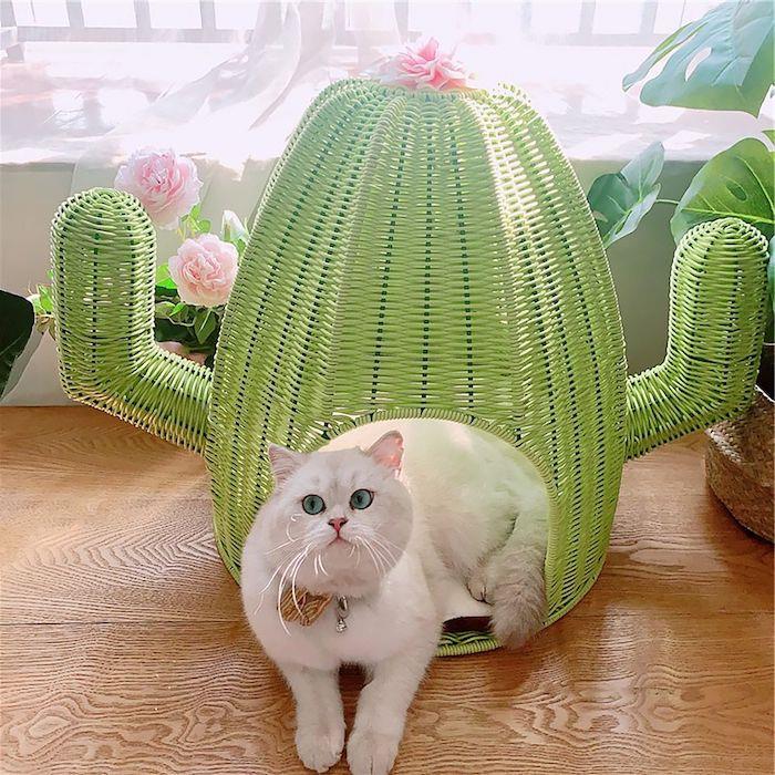 en vit katt i en grön hydda i form av en kaktusrottingmöbelfärg