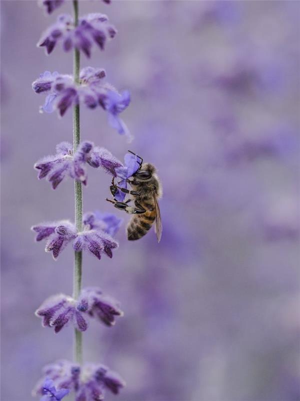 en bipinnar på en lavendelblomma samlar DIY -pollen med lavendel
