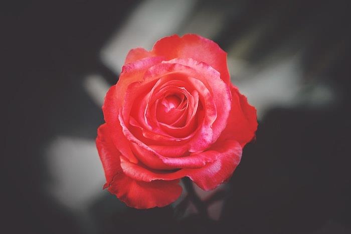 Fotografia červenej ruže zhora, šťastný deň matiek, darček ku dňu matiek, krásna dizajnová karta