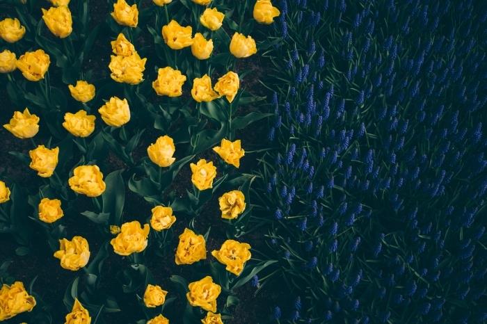 žltá a modrá kvetinová záhrada, počítačová tapeta s kvetmi svitania, prírodná fotografia pre počítačovú tapetu