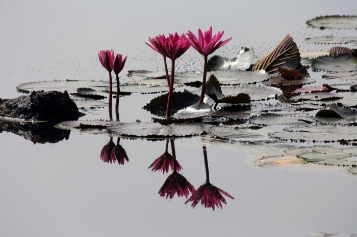 fotografia flóry v jazere, krásna tapeta rybníka s ružovými rastlinami, tapeta na počítač