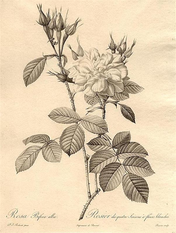 Vintage kresba kvetinová jarná kresba krok za krokom nápad na krásne kvety tetovanie