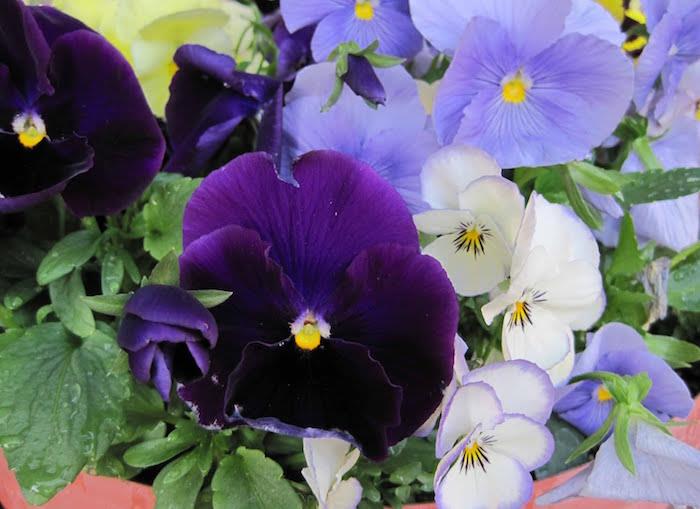 viola-violaceae-fialovo-maceška-zimné kvety