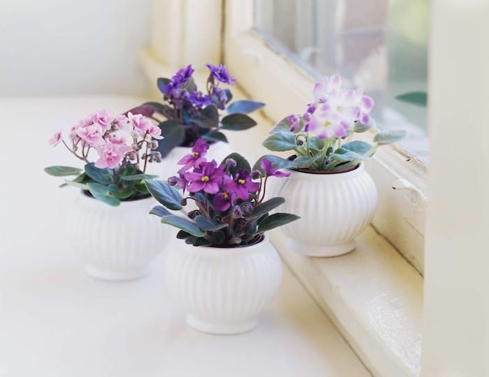 biele kvetináče afrických fialiek naaranžované na parapete, izbové kvitnúce rastliny do rozkvitnutej obývačky