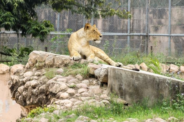 bilresa zoo besök runt paris platser att besöka med fordonsmötet paris