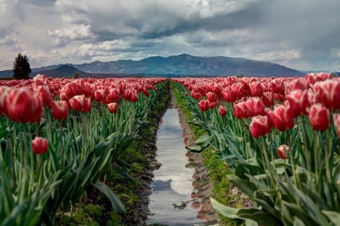 nápad na prírodnú tapetu so záhradou červených tulipánov a krajinou vzdialených hôr